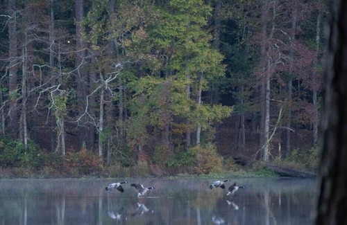 Morton Alquiler De RV | Tentrr State Park Site - Mississippi Roosevelt State Park - I - Single Camp