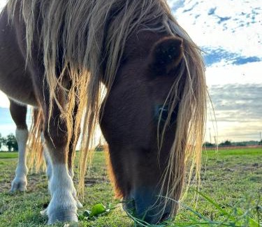 Sommacampagna Apartamento | Tenuta Oasi del cavallo