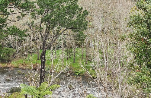 Coromandel Forest Park Casa | Thames River Valley Studio Retreat 3