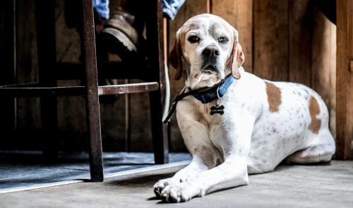 Petworth Hotel | The Angel Inn, Petworth
