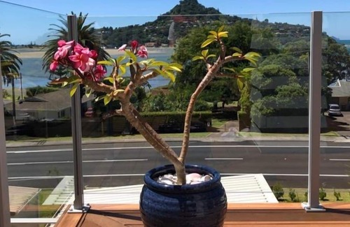 Tairua Cabaña | The Beach Pod - Tairua Holiday Home