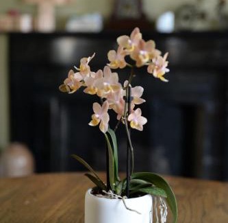 Canandaigua Cama Y Desayuno | The Bed and Breakfast at Oliver Phelps