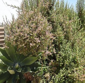 Calitzdorp Casa | The Calitz