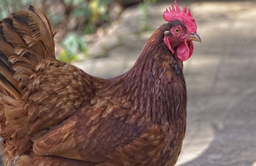 San Marcos Cabaña | The Chicken House ( With Outdoor Tub!)