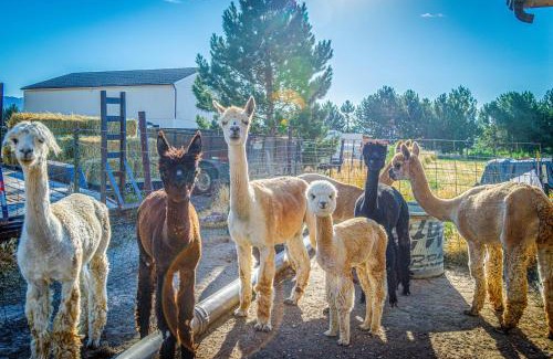 Fruitvale Casa | The Farmhouse at Grand Valley Getaway with Alpacas!