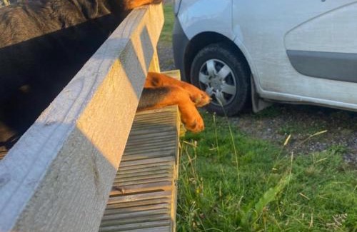 Dungarvan Casa | The Getaway - The Peregrine - Luxury Pet Friendly Glamping Cabin