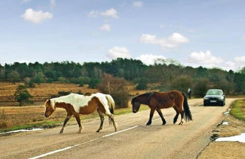 New Forest District Apartamento | The Hut- Private 1 Bed Guesthouse in Lymington Town Centre, garden & parking