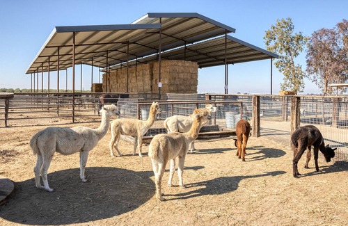 Tulare Casa | The Little Dipper - Alpacas Farm