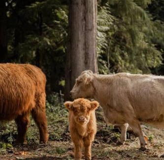 Marmot Casa | The Lodge at Highland Farms