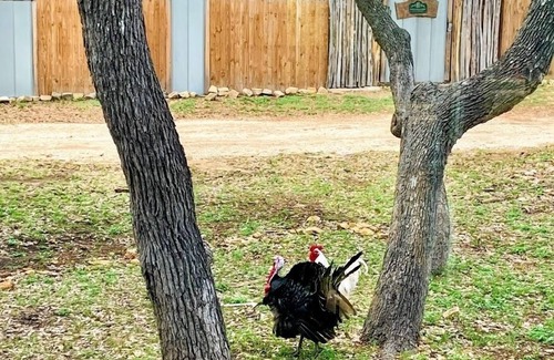 Boerne Cama Y Desayuno | The Lodge @ HomeAway Ranch