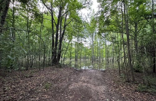 Tallahassee Alquiler De RV | THE ORCHARD disperse primitive site