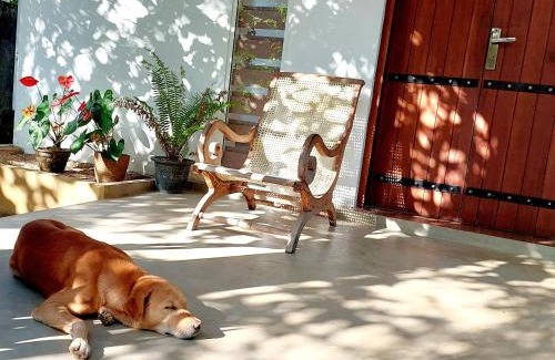 Homagama Casa | The Paddy