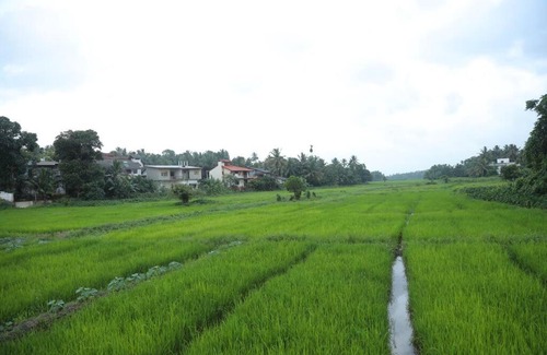 Homagama Casa | The Paddy