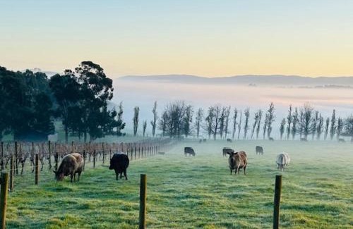 Coldstream Casa | The Pavilion Yarra Valley luxury country retreat