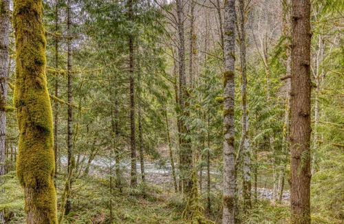 Rhododendron Casa | The Wildhood Cabin at Mt Hood