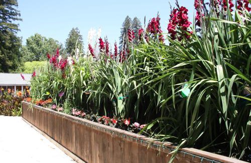 Guerneville Complejo | The Woods Hotel - Gay LGBTQ Cabins