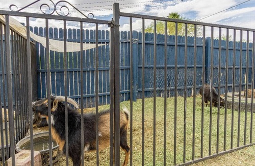 Marana Apartamento | Thee One with the GOATS🐓🐓🦆🦆