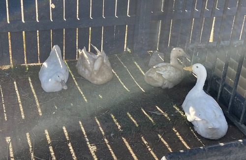 Marana Apartamento | Thee One with the GOATS🐓🐓🦆🦆