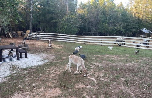 Tallahassee Alquiler De RV | Therapy Farmstay- 50’ RV pond site