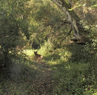 Buffalo Hills Game Reserve Apartamento | Thornybush, Bridge Cottage