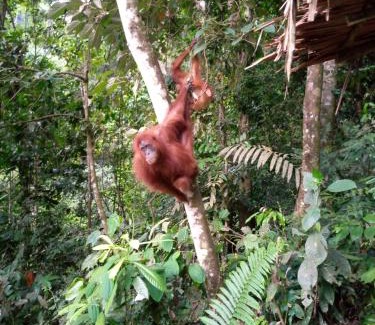 Bukit Lawang Casa | Tiga dara guest house jungle trekking