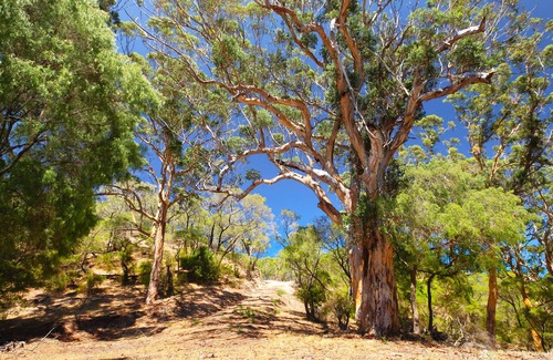 Scott River East Casa | Tiny House in beautiful and rare location near the coast