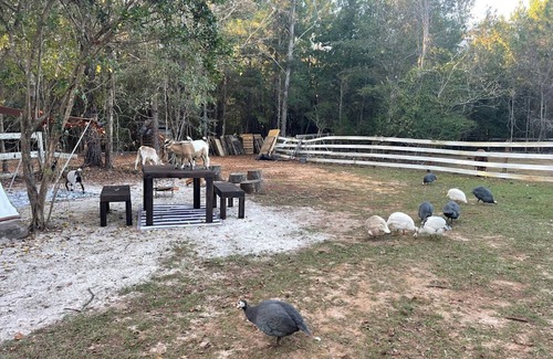 Tallahassee Alquiler De RV | Tootsy Large group tent Stay Farms