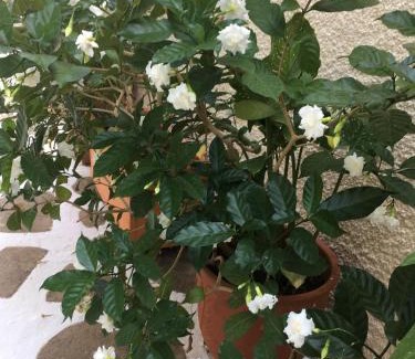 Spetses Apartamento | Toula's house 2