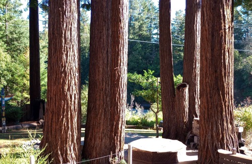Carlotta Casa | Self Check-In, Towering Redwoods, River Access