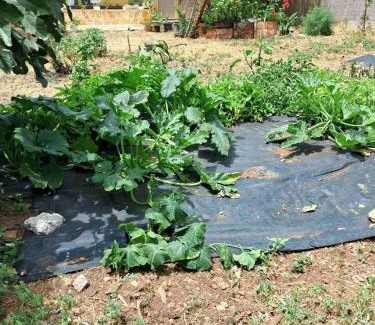 Pigadhakia Casa | Traditional house with fresh vegetables garden