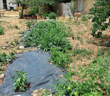 Pigadhakia Casa | Traditional house with fresh vegetables garden