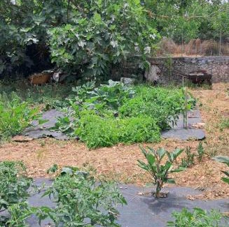 Pigadhakia Casa | Traditional house with fresh vegetables garden