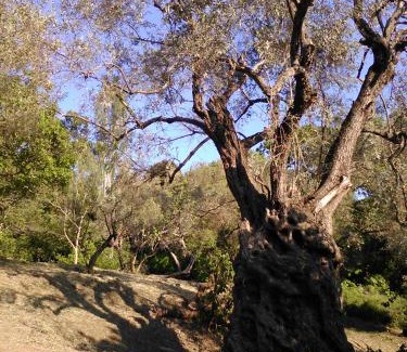 Kali Vrysi Casa | Traditional stone house in Pelion