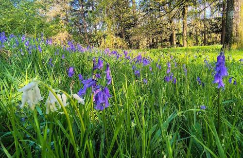 Llandovery Apartamento | Tranquil getaway near Brecon Beacons