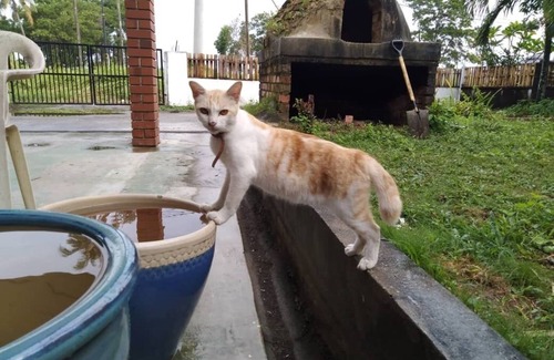 Lubok Buaya Casa | Viajes Kumbang Langkawi