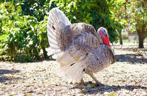 Fillmore Cabaña | Treehouse and farm stay in Fillmore