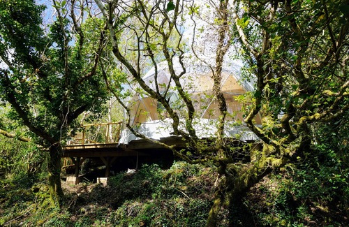 Clifden Cabina | Casa del árbol-Lujoso-Baño con ducha-Vista al bosque-Treehouse Dome