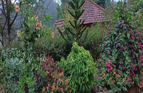 Kaimane Casa | TripThrill Jungle Side Homestay