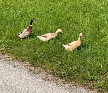 Neudorf bei Passail Casa | Troadkastn Familie Fritz