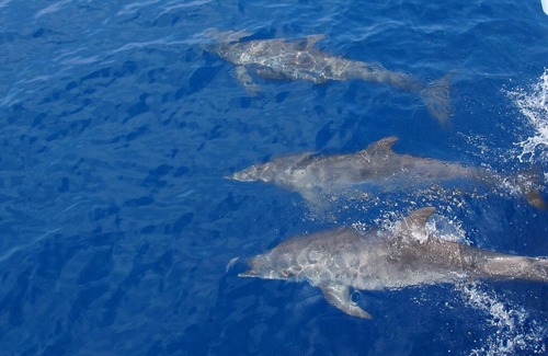 Placentia Alquiler De Eote | Voyager Family Vacation - Luxury Liveaboard Catamaran