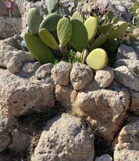 Impalata Casa | TRULLO ELVIRA & LUIGI