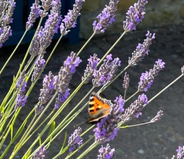 Scawton Casa | Twattleton Cottage Kilburn Yorkshire - Beautiful views