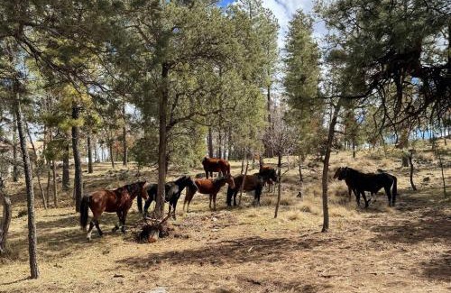 Ruidoso Casa | Twin Pines Casita - Big Yard, View, Porch, Hot Tub, & Charm