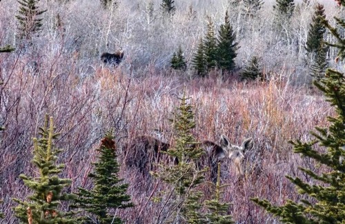East Glacier Park Village Apartamento | Two Medicine INN
