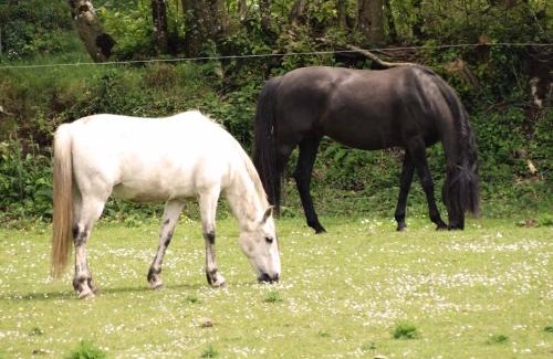 Sulniac Cama Y Desayuno | Une roulotte et des chevaux