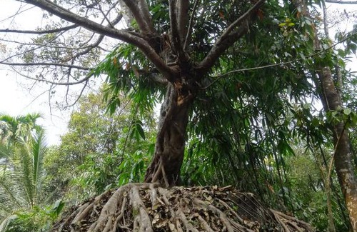 Vayittiri Complejo | Uravu Bamboo Grove Resort