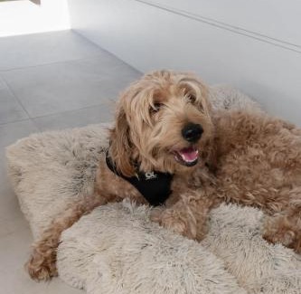 Booval Casa | Urban Getaway Colonial 6 beds 2 bath aircon pet family