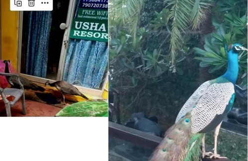 Kovalam Casa | Ushas Guest House
