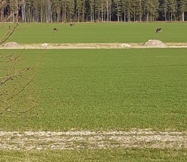 Saffle Casa | Värmlandsnäs Valdersrud Stenröse