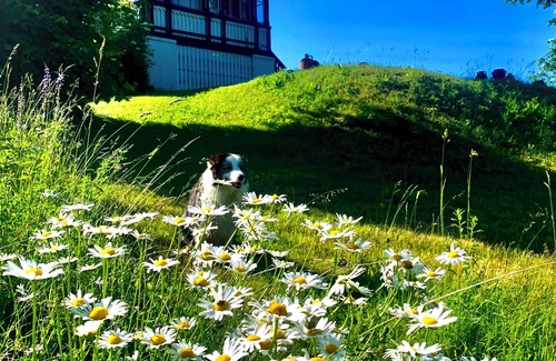 Trahuetten Apartamento | Vacation apartments Nature and tranquillity - elegance and style - history and stories